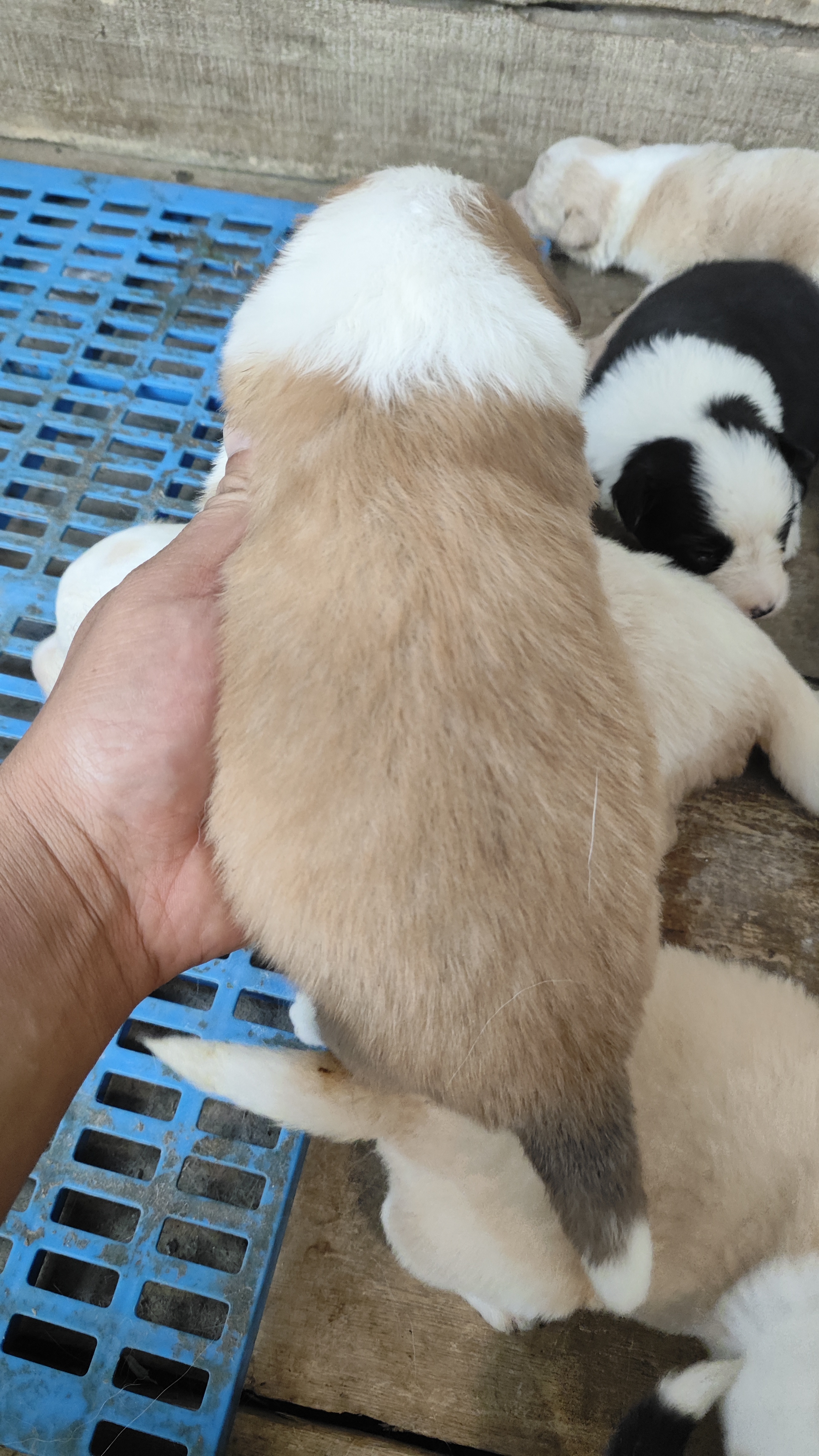 边境牧羊犬